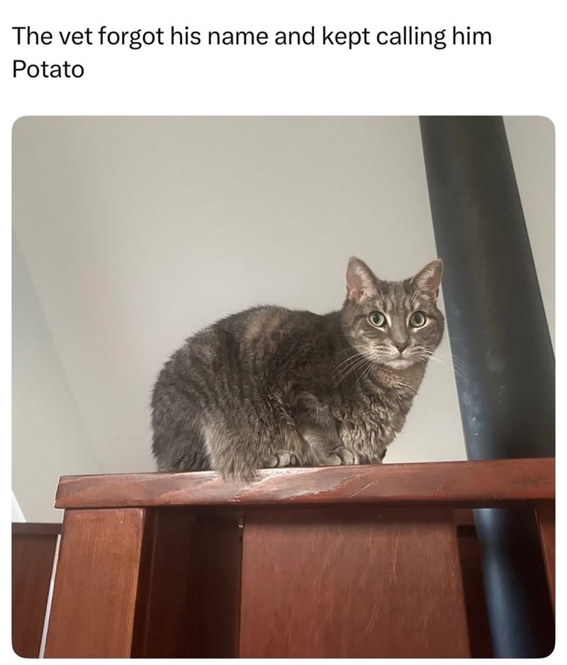 The vet forgot his name and kept calling him Potato