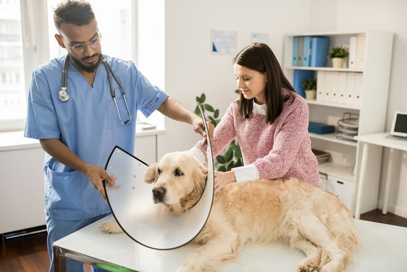 A veterinarian examines a golden retriever during an emergency pet care visit at a veterinary clinic.