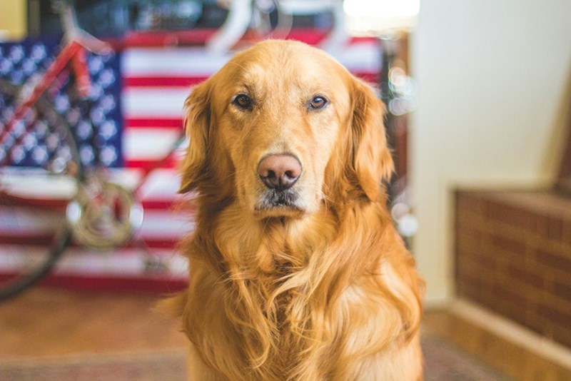A golden retriever sits indoors, a popular dog breed known for its friendly temperament and loyalty.