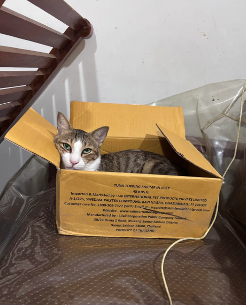 TUNA TOPPING SHRIMP IN JELLY 48 x 85 G. Imported & Marketed by: SAI INTERNATIONAL PET PRODUCTS PRIVATE LIMITED A-1/225, SWEDASE PALYTEX COMPOUND, KAVI NAGAR, GHAZIABAD (UP) 201002 Customer care No. 1800-309-7477 (SIPP) Emailid support@salinternationalgroup.com Website - www.sainternationgroup.com Manufactured by: i-Tail Corporation Public Company Lid 30/24 Rama 2 Road, Mueang Samut Sakhon District Samut Sakhon 74000, Thailand PRODUCT OF THAILAND