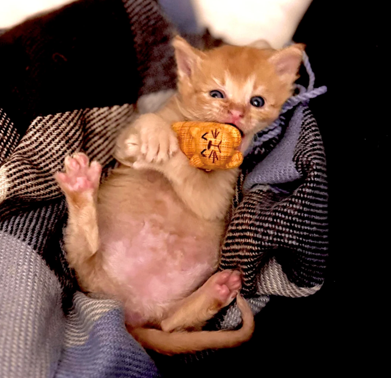 Cheezburger Image 10635544064