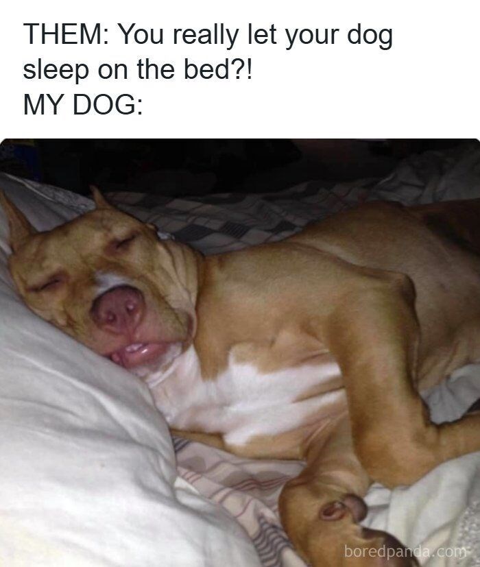 THEM: You really let your dog sleep on the bed?! MY DOG: boredpanda.com