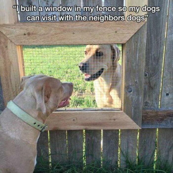 "I built a window in my fence so my dogs can visit with the neighbors dogs"