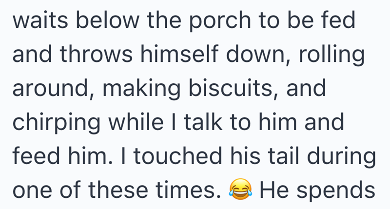 waits below the porch to be fed and throws himself down, rolling around, making biscuits, and chirping while I talk to him and feed him. I touched his tail during one of these times. He spends