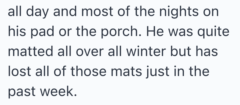 all day and most of the nights on his pad or the porch. He was quite matted all over all winter but has lost all of those mats just in the past week.