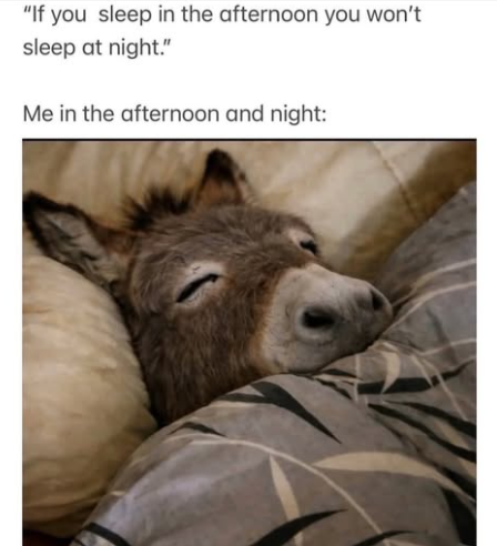 "If you sleep in the afternoon you won't sleep at night." Me in the afternoon and night: