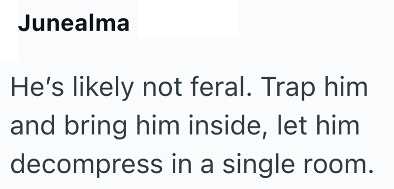 Junealma He's likely not feral. Trap him and bring him inside, let him decompress in a single room.