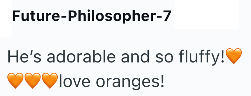 Future-Philosopher-7 He's adorable and so fluffy! love oranges!