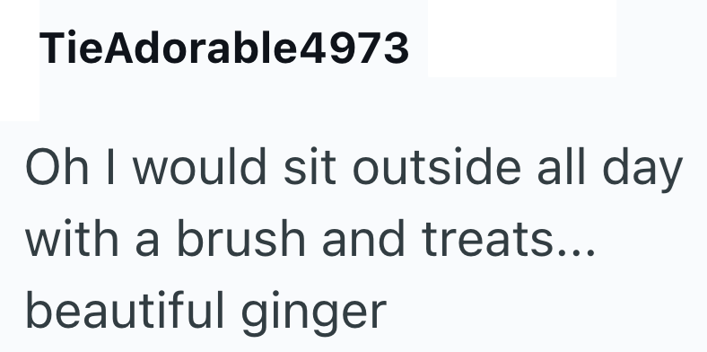 TieAdorable4973 Oh I would sit outside all day with a brush and treats... beautiful ginger