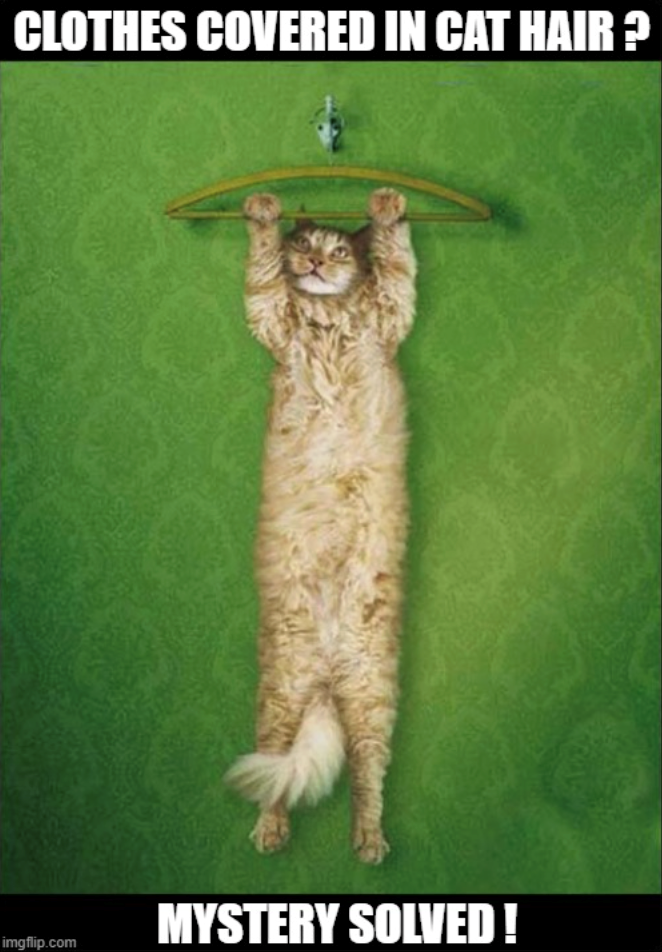 CLOTHES COVERED IN CAT HAIR? MYSTERY SOLVED! imgflip.com