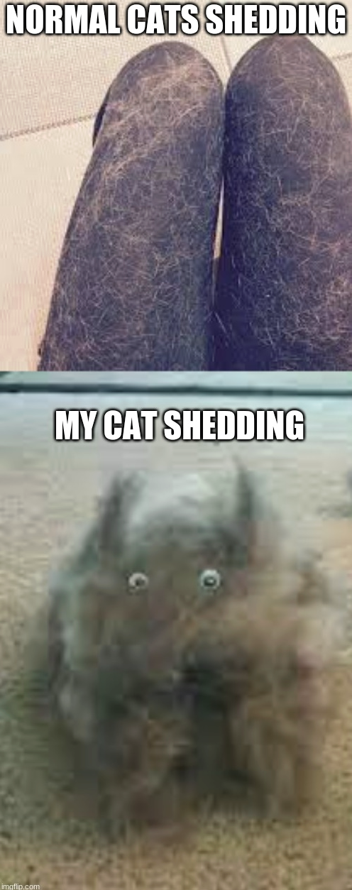 NORMAL CATS SHEDDING imgflip.com MY CAT SHEDDING