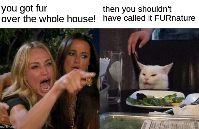 you got fur then you shouldn't over the whole house! have called it FURnature imgflip.com H