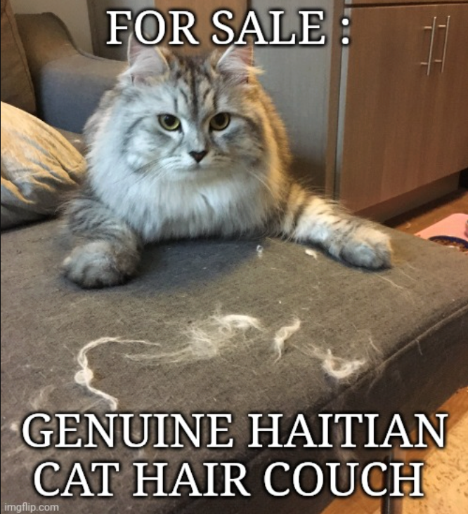 FOR SALE: GENUINE HAITIAN CAT HAIR COUCH imgflip.com