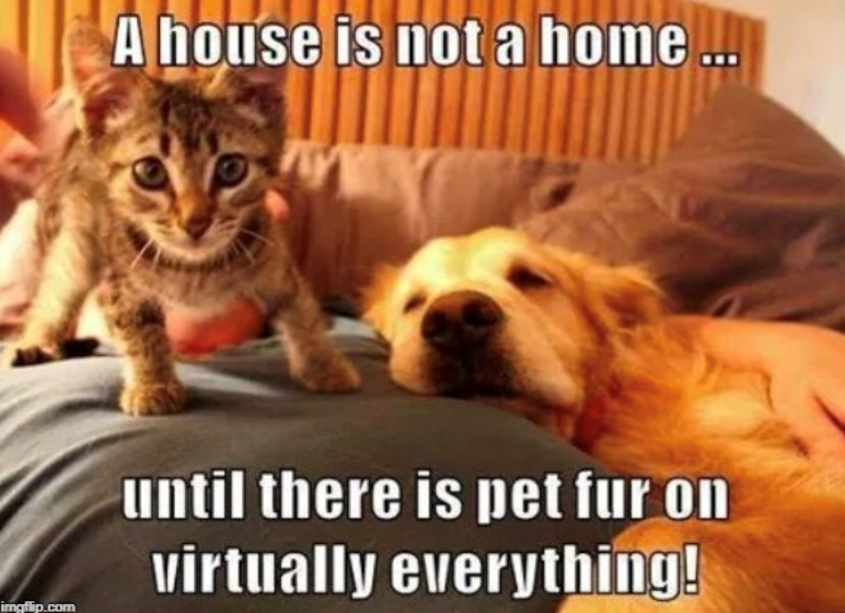 imgflip.com A house is not a home until there is pet fur on virtually everything!