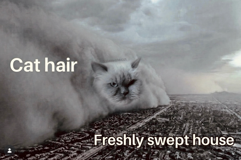 Cat hair spinny.the.cat Freshly swept house