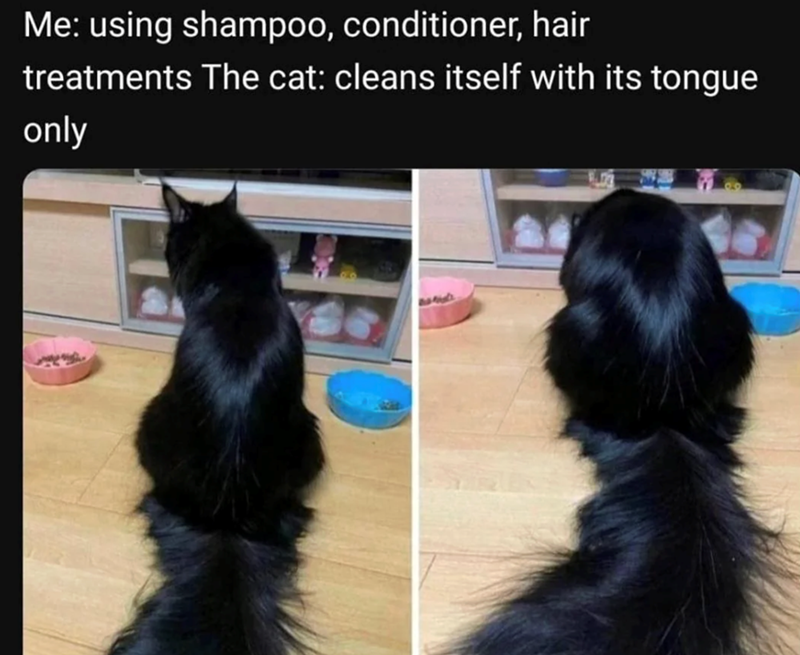 Me: using shampoo, conditioner, hair treatments The cat: cleans itself with its tongue only