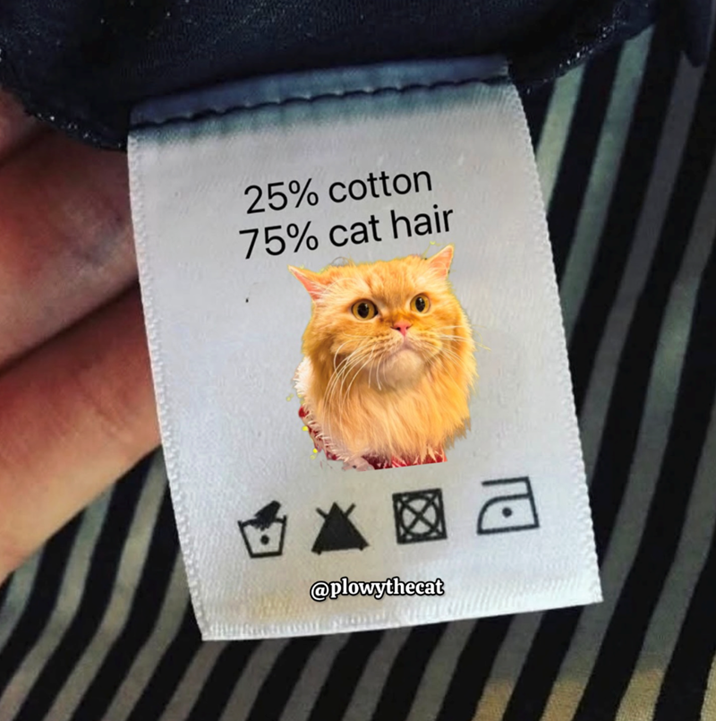 25% cotton 75% cat hair 為 @plowythecat 巴