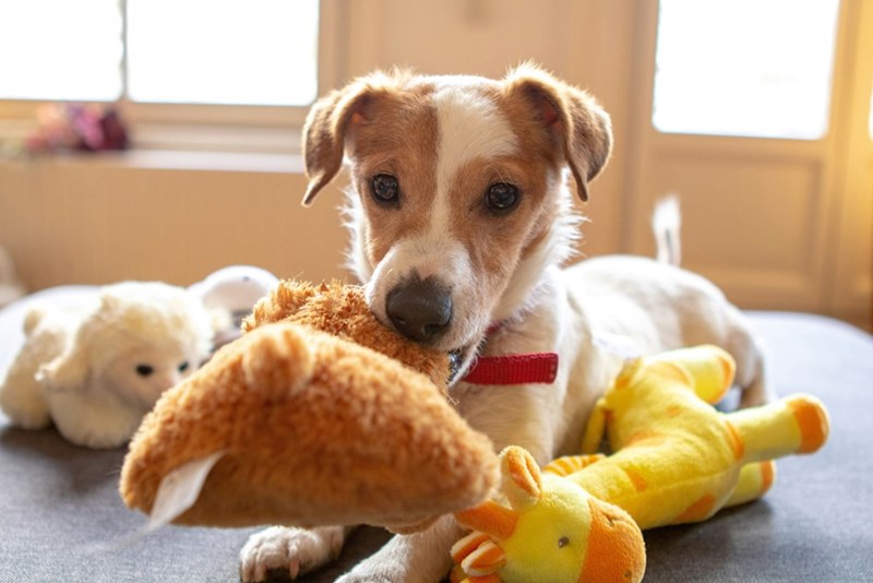 Small brown dog surrounded by stuffed animals.
