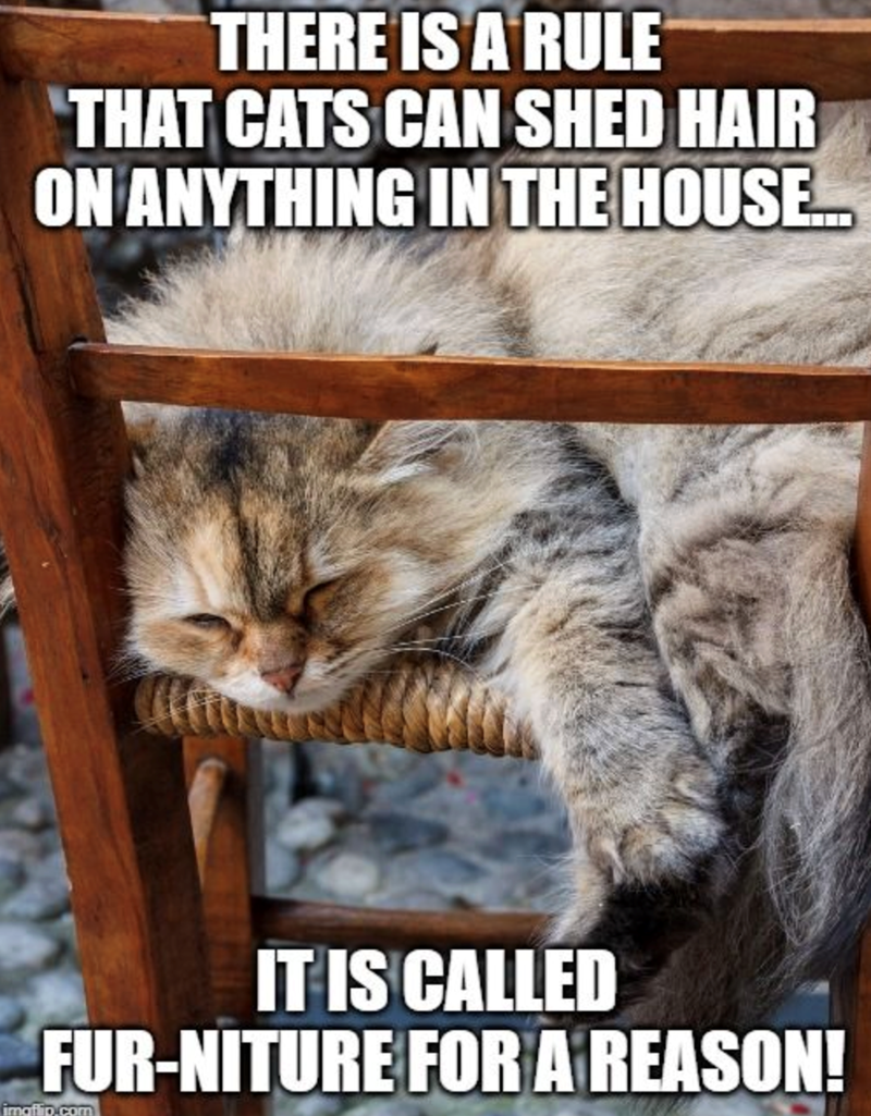 THERE IS A RULE "THAT CATS CAN SHED HAIR ON ANYTHING IN THE HOUSE.... IT IS CALLED FUR-NITURE FOR A REASON! imaflip.com