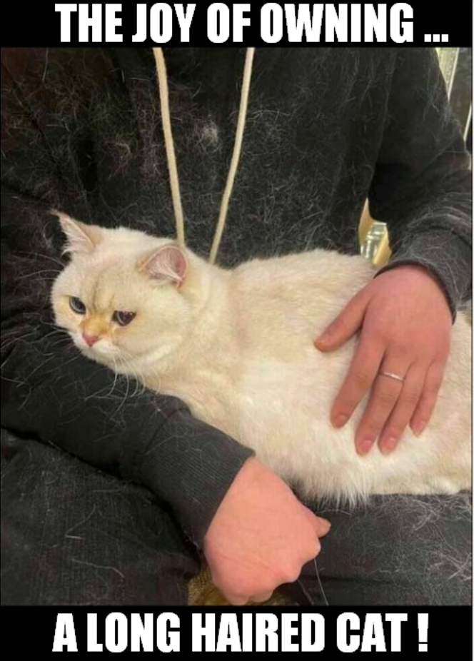 THE JOY OF OWNING ... A LONG HAIRED CAT!