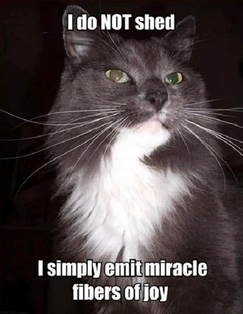 I do NOT shed I simply emit miracle fibers of joy