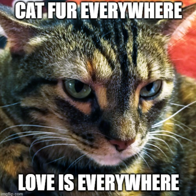 CAT FUR EVERYWHERE imgflip.com LOVE IS EVERYWHERE