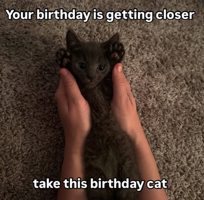 Your birthday is getting closer take this birthday cat