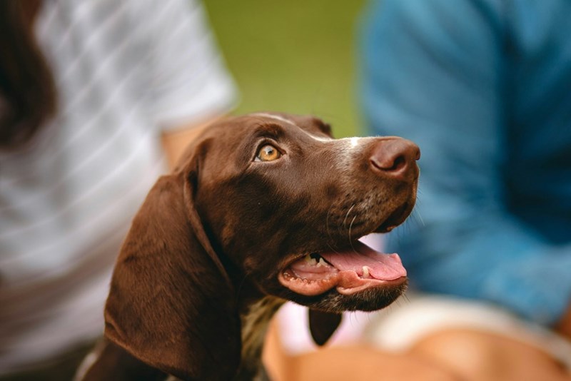 A brown dog with light brown eyes looking up with its tongue out.