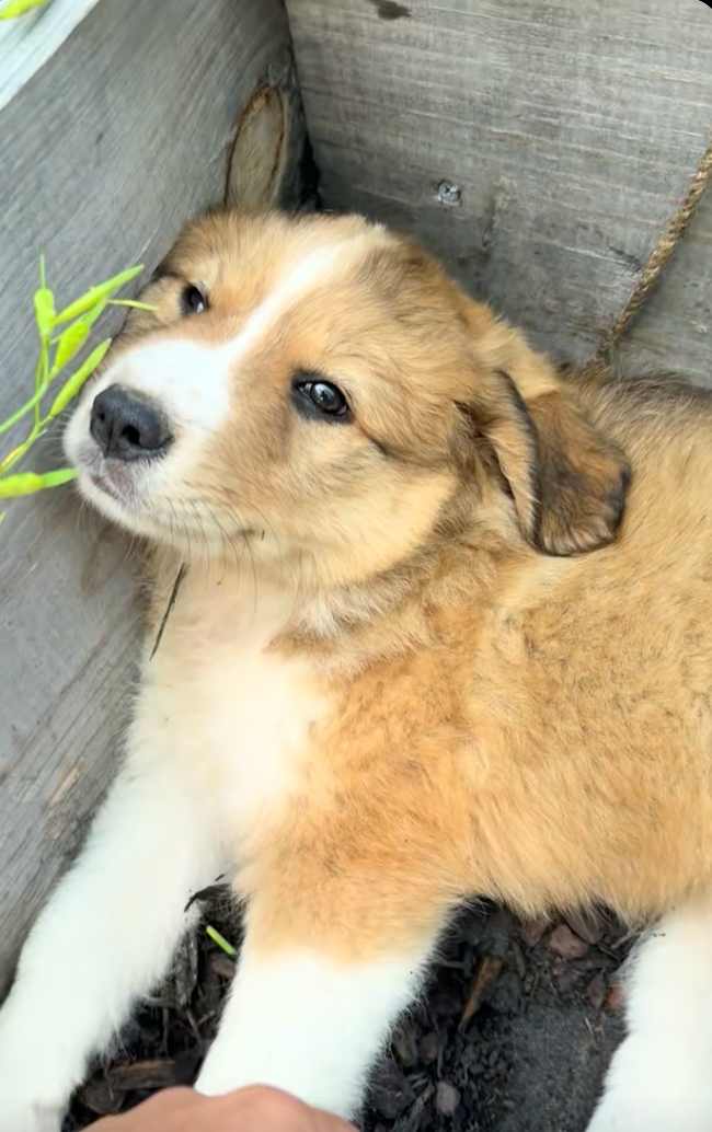 A cute little puppy falls asleep in a tranquil garden