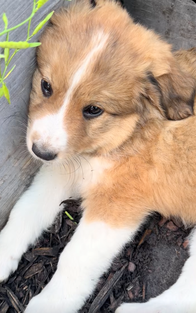 A cute little puppy falls asleep in a tranquil garden