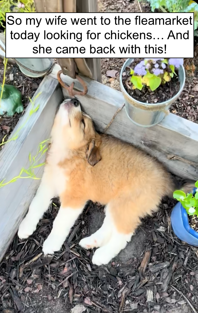 A cute little puppy falls asleep in a tranquil garden