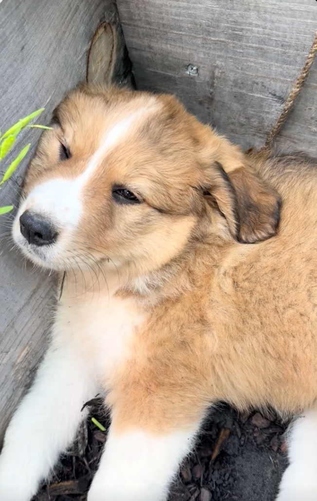 A cute little puppy falls asleep in a tranquil garden