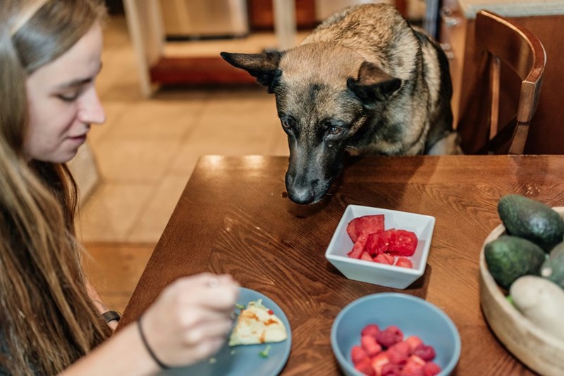 A model finishes a plate of food as a dog leans its head over the table.