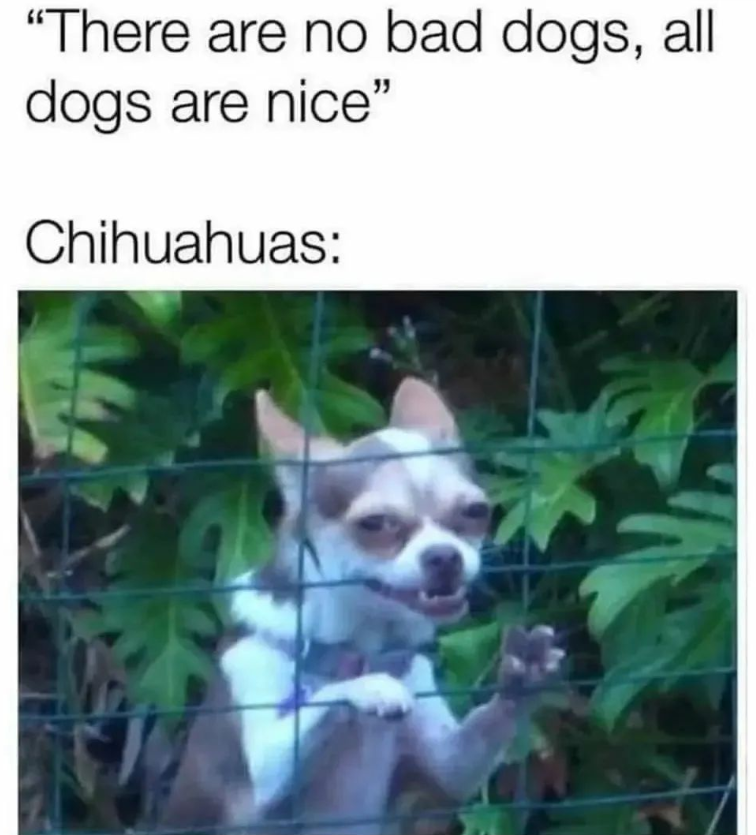 "There are no bad dogs, all dogs are nice" Chihuahuas:
