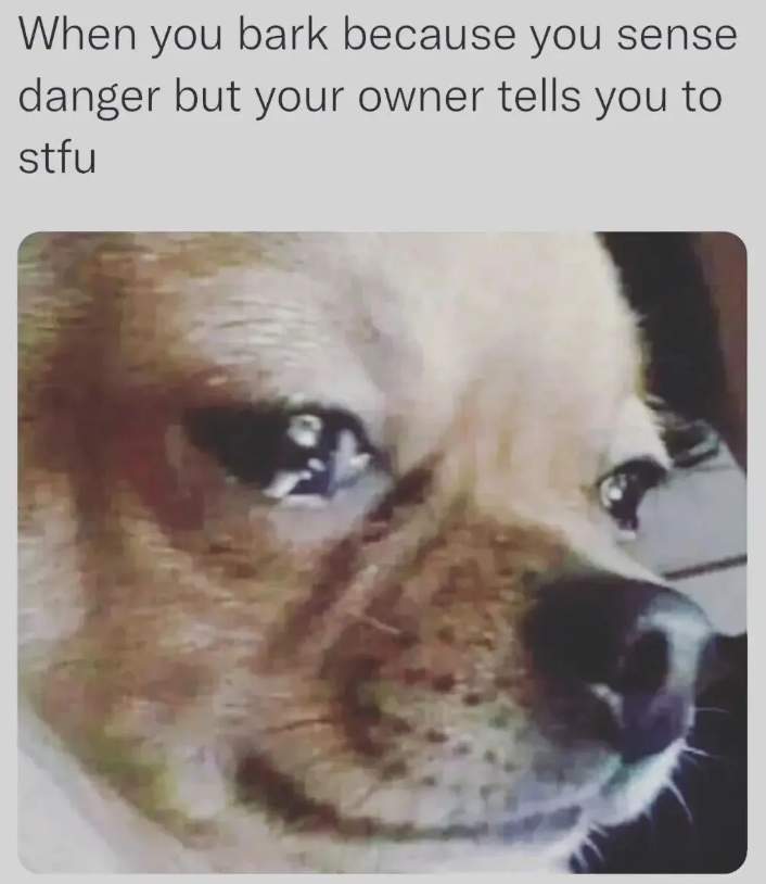 When you bark because you sense danger but your owner tells you to stfu