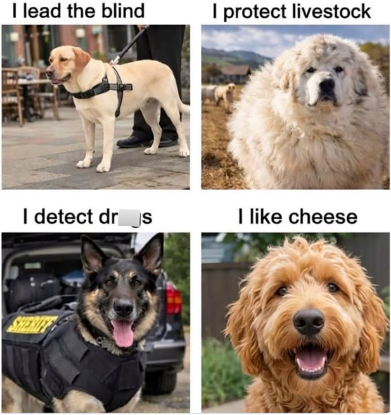 I lead the blind I protect livestock I detect dr s I like cheese