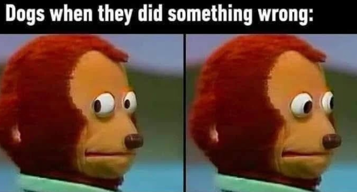 Dogs when they did something wrong: