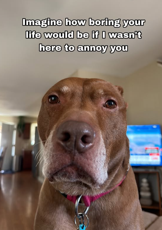 Imagine how boring your life would be if I wasn't here to annoy you