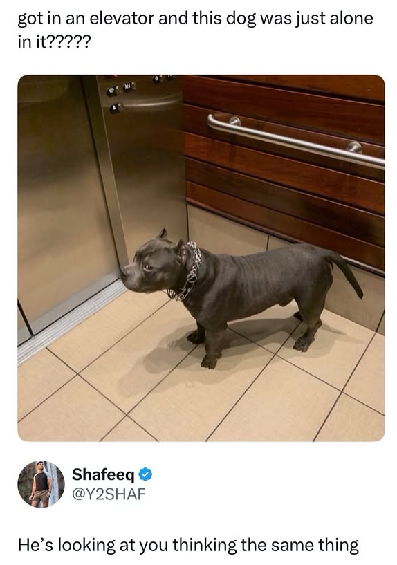 got in an elevator and this dog was just alone in it????? Shafeeq ❤ @Y2SHAF He's looking at you thinking the same thing