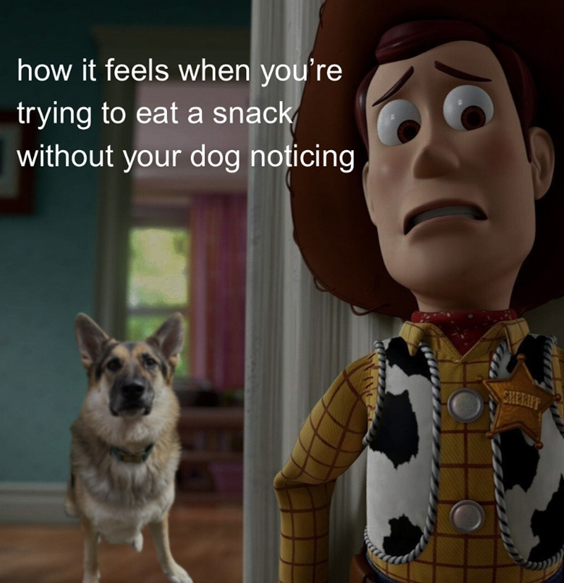 how it feels when you're trying to eat a snack without your dog noticing E SHERIFF