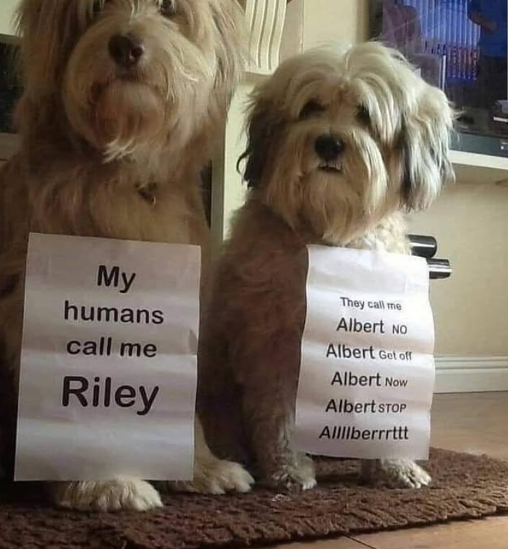 My humans call me Riley They call me Albert NO Albert Get off Albert Now Albert STOP Allllberrrttt