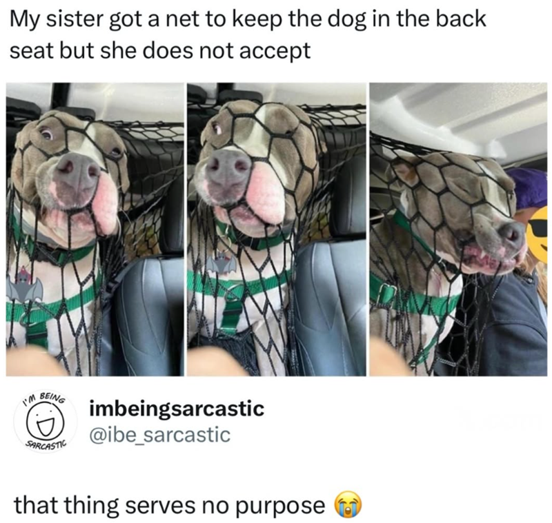 My sister got a net to keep the dog in the back seat but she does not accept I'm BEING D SARCASTIC imbeingsarcastic @ibe_sarcastic that thing serves no purpose