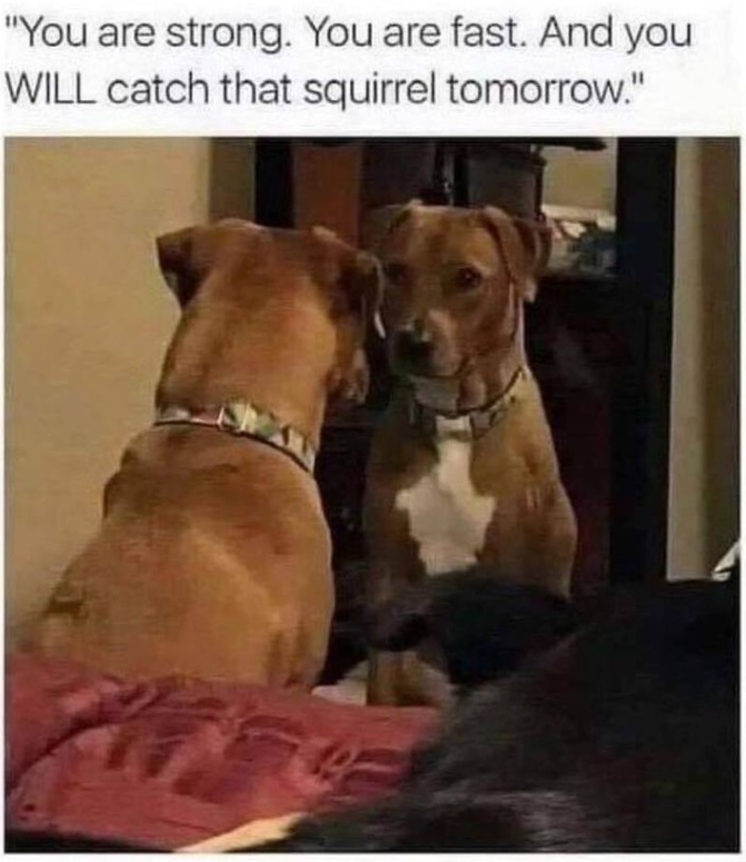 "You are strong. You are fast. And you WILL catch that squirrel tomorrow."