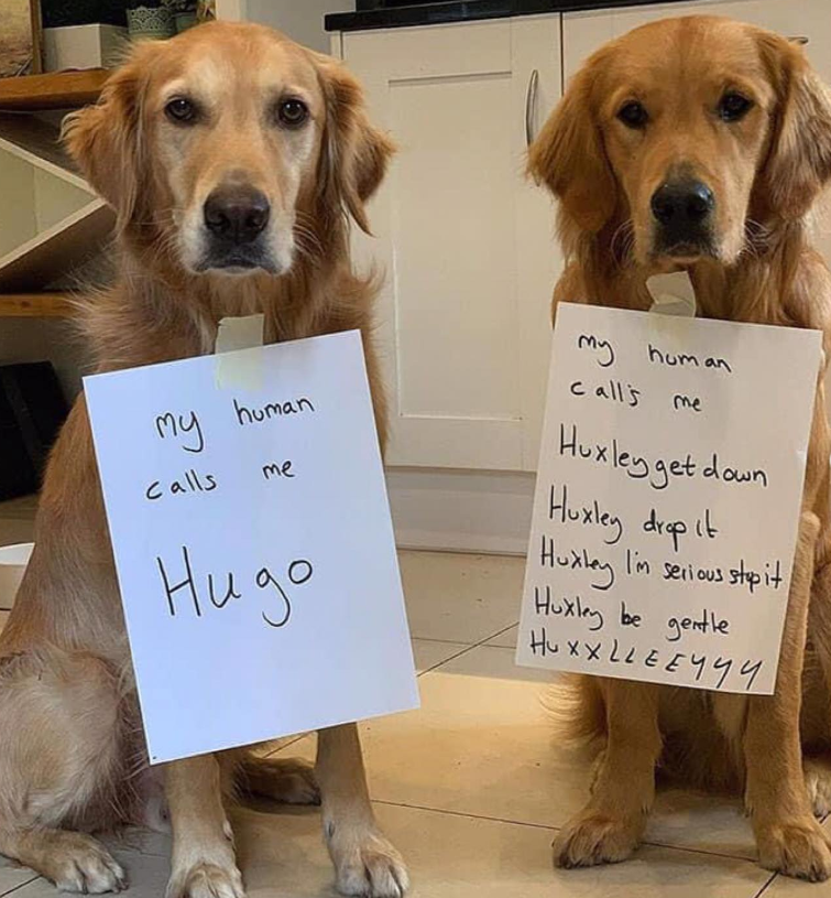 my human Calls me Нидо My human call's me Huxley get down Huxley drop it Huxley I'm serious stop it Huxley be gentle HUXXLLEEYYY