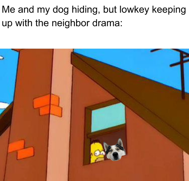 Me and my dog hiding, but lowkey keeping up with the neighbor drama:
