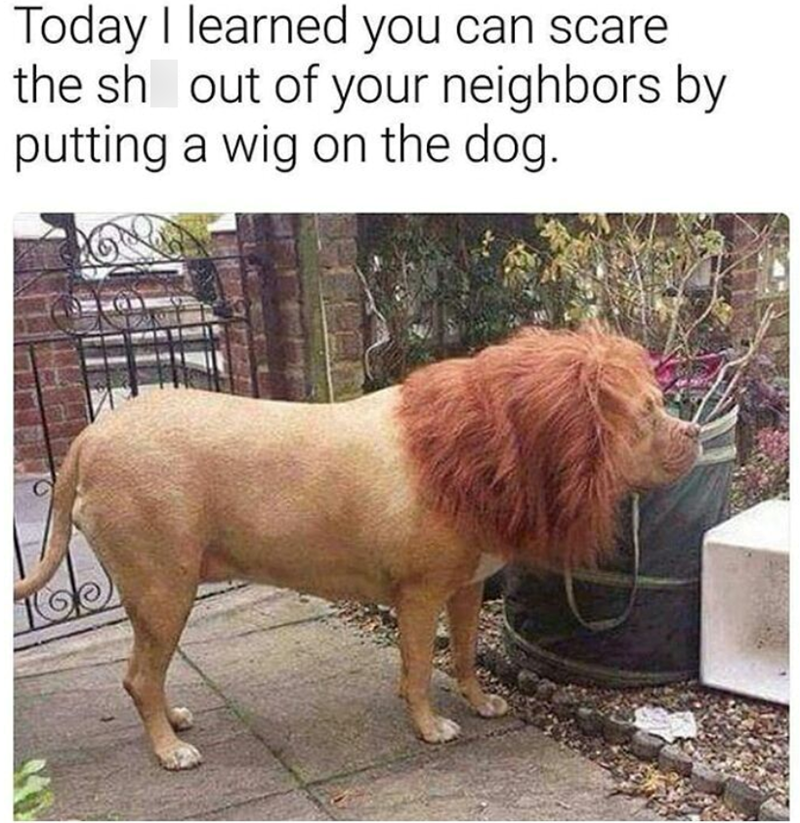 Today I learned you can scare the sh out of your neighbors by putting a wig on the dog.