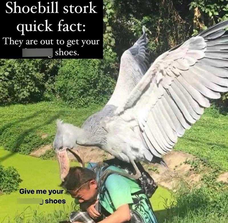 Shoebill stork quick fact: They are out to get your shoes. Give me your Jshoes