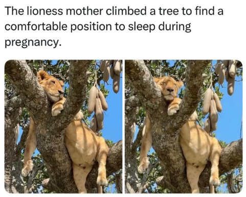 The lioness mother climbed a tree to find a comfortable position to sleep during pregnancy.