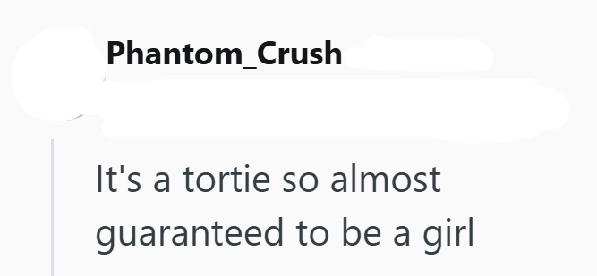 Phantom_Crush It's a tortie so almost guaranteed to be a girl