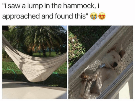 "i saw a lump in the hammock, i approached and found this"